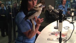 Kookaburra sings for WTOP [upl. by Vasilis]