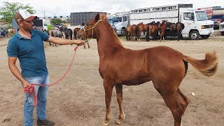 FEIRA DE CAVALOS EM CACHOEIRINHAPE 14032024 nordeste [upl. by Ikram]