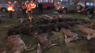 Drivjakt i Polen  Driven hunt in Poland VillsvinHjortRådyrWildboarRed DeerRoe Deer [upl. by Sabra]