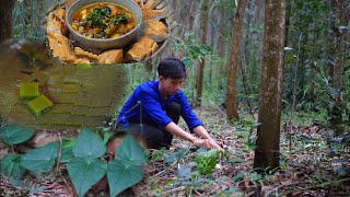 Harvest the grass jelly leaves to make jelly to eat and cook a delicious chicken curry on Sunday [upl. by Misaq95]