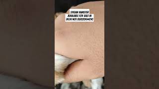 Syrian hamster available for in Delhi NCR pets hamster delhi shorts ytshorts [upl. by Eirene992]