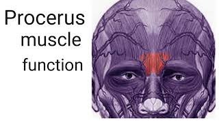 function of procerus muscle [upl. by Dleifniw15]