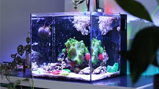 A 7Min Tour of my Waterbox Cube 20 Saltwater Reef Tank [upl. by Griggs]