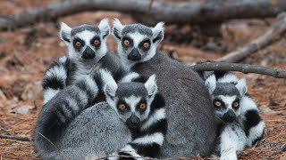 Ringtailed lemur  10 Endemic Species of Madagascar  Wildlife of Madagascar  Most Unique Animals [upl. by Uriia]