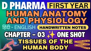 Tissue  Ch03  Human Anatomy and Physiology Notes  D Pharm 1st year tissue dpharma1styear hap [upl. by Aicenra]