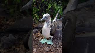 Historia Geológica de las Islas Galápagos [upl. by Schiff]