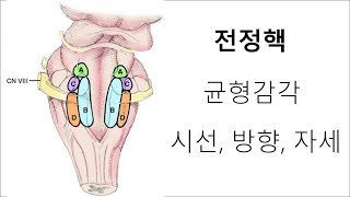 균형감각을 처리하는 전정핵 [upl. by Aitselec]