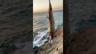 Pulley Pennel Rotten Bottom Rig Cyprus Bait Fishing shorts howto fishing [upl. by Lilahk]