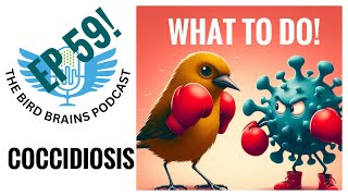 What to do about Coccidiosis The Bird Brains Podcast Episode 59 [upl. by Ajssatan]