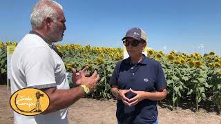 Ing Marisa Della Maddalena  Programa Mejoramiento de Girasol de ACA [upl. by Feil]