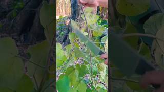 agritools farmer life tonglufeng agriculture agritool youtubeshorts viral [upl. by Aruat877]