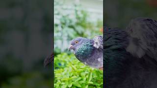 কবুতরের বয়স জানার উপায় jactok pigeon pets [upl. by Anotyal]