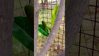 Jack Fruit  Indias gift to the humanity jackfruit puttaparthi prasanthinilayam srisathyasai [upl. by Bomke596]