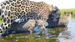 El yaguareté vuelve al Parque Iberá de Argentina siete décadas después [upl. by Yllil]