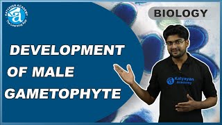 DEVELOPMENT OF MALE GAMETOPHYTE HINDI  Male gametophyte  Microsporogenesis  KATYAYAN ACADEMY [upl. by Georgianna]