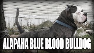 THE ALAPAHA BLUE BLOOD BULLDOG  A QUICK LOOK AT THE HISTORY AND BREED STANDARD [upl. by Ramon]