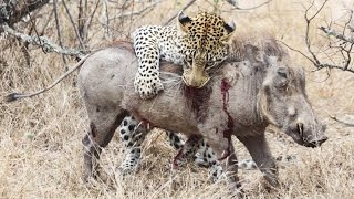 Startling footage of a leopard killing a warthog Animal Attack  Rhino Africa [upl. by Yasnil]