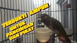 pancingan ampuh cucak wilisRengganis bahan agar cepat bunyi [upl. by Aitnic]