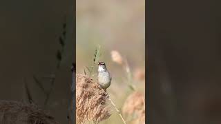 Clamorous Reed warbler [upl. by Ynohtna]