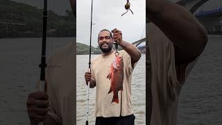 Fishing in goa for mangroves Jack  Red snapper  zuari bridge  fishing goa mangrove ytshort [upl. by Danielson]