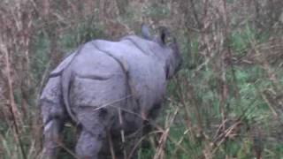 KAZIRANGA NATIONAL PARK [upl. by Alleusnoc]