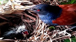 Greater coucal Birds raise a baby in a nest [upl. by Meredeth]