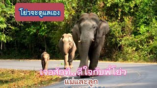 Ep442 สมหวังแล้ว พี่โย่ภูมิใจ โชว์แม่พังและลูกน้อยwildlife เขาใหญ่ เขาใหญ่ news ช้าง [upl. by Imik]