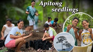 PLANTING EMERGENT TREE OF THE FOREST  Apitong   With Team Burikat  Ann Kaalaman [upl. by Raney]