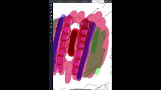 ParaxialSclerotome Myotome and Dermatomes  intermediate part and Lateral  parietal and visceral [upl. by Yeltnarb]