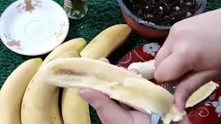 Grow banana seeds [upl. by Qifar876]