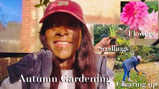 Autumn Gardening Part 2  Thinning seedlings Garden Tidying  Dahlias [upl. by Aibos]