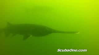 Garrison Dam Tailrace Paddlefish [upl. by Wordoow]