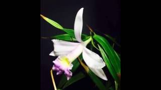 Sobralia decora x macrantha [upl. by Lila]