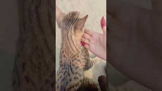 Naino ne badhi yaise dor re 😘 new song love status ❣️cat😺 [upl. by Allimak543]