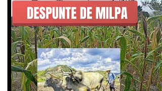 Despunte de la milpa [upl. by Kreitman459]