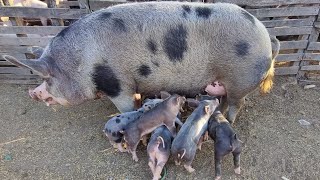 Feira de suínos em cachoeirinhaPe 24 outubro 2024 muito porco 🐖 [upl. by Landri]