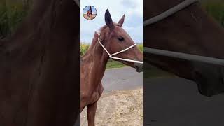 Best wild horses Mare revolutionising young foals future stallions Horses 60 [upl. by Yslek]