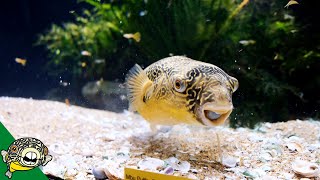 Murphy The Mbu Puffer  Aquarium CoOp [upl. by Keraj]