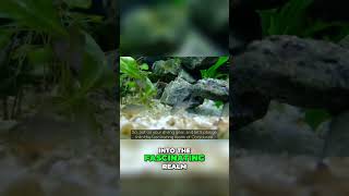 FishFolio Your Ultimate Guide to Freshwater Aquarium Fish 🐠 [upl. by Reviere727]