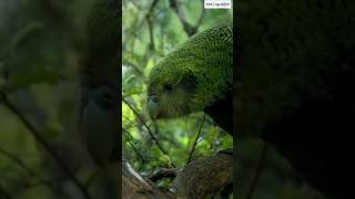 Kakapo 🦜  The Worlds Plumpest Flightless Parrot shorts shortsanimals kakapo [upl. by Yde]