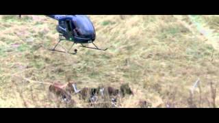 HeliOps Herding wild horses by helicopter [upl. by Tews381]