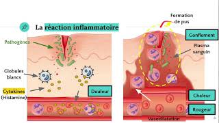 La réaction inflammatoire 🔥 [upl. by Dodie]