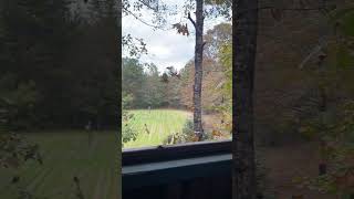 Deer Stand Peaceful amp Solitude moments pewpewlife hunting deerhunting [upl. by Vrablik220]