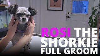 Dog Grooming Shorkie Rosi [upl. by Ahsla]