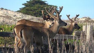 Blacktailed Deer with Majestic Velvet Antlers [upl. by Geddes854]