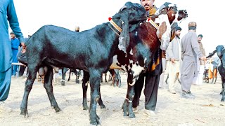 Bakra Mandi Sahiwal ki update betal Baredar Bakry 03124058010 Altaf goat farm [upl. by Niro]