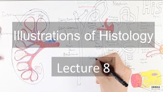 Histology Renal System [upl. by Kevyn]