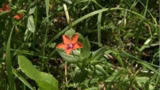 Scarlet Pimpernel flowers [upl. by Ynnig540]