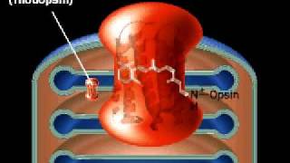 Molecular mechanism of Vision  Retina  Rhodopsin [upl. by Anirod784]