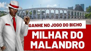 USE a milhar do MALANDRO para ganhar no JOGO DO BICHO esse mês [upl. by Beesley]